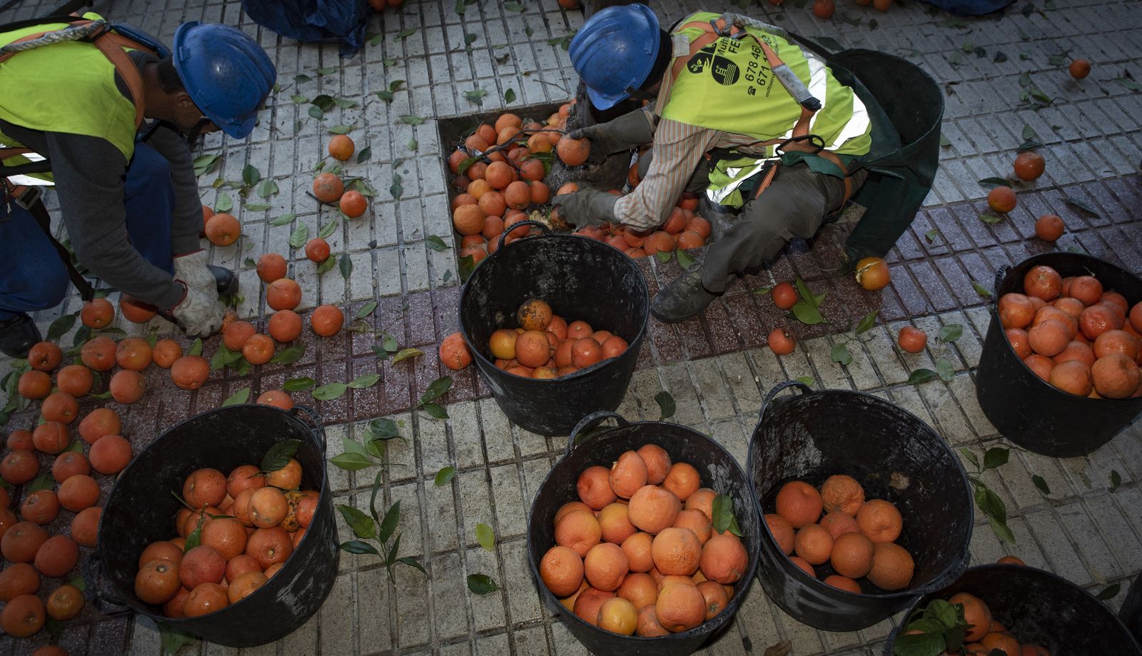 La recogida de naranja amarga en Sevilla