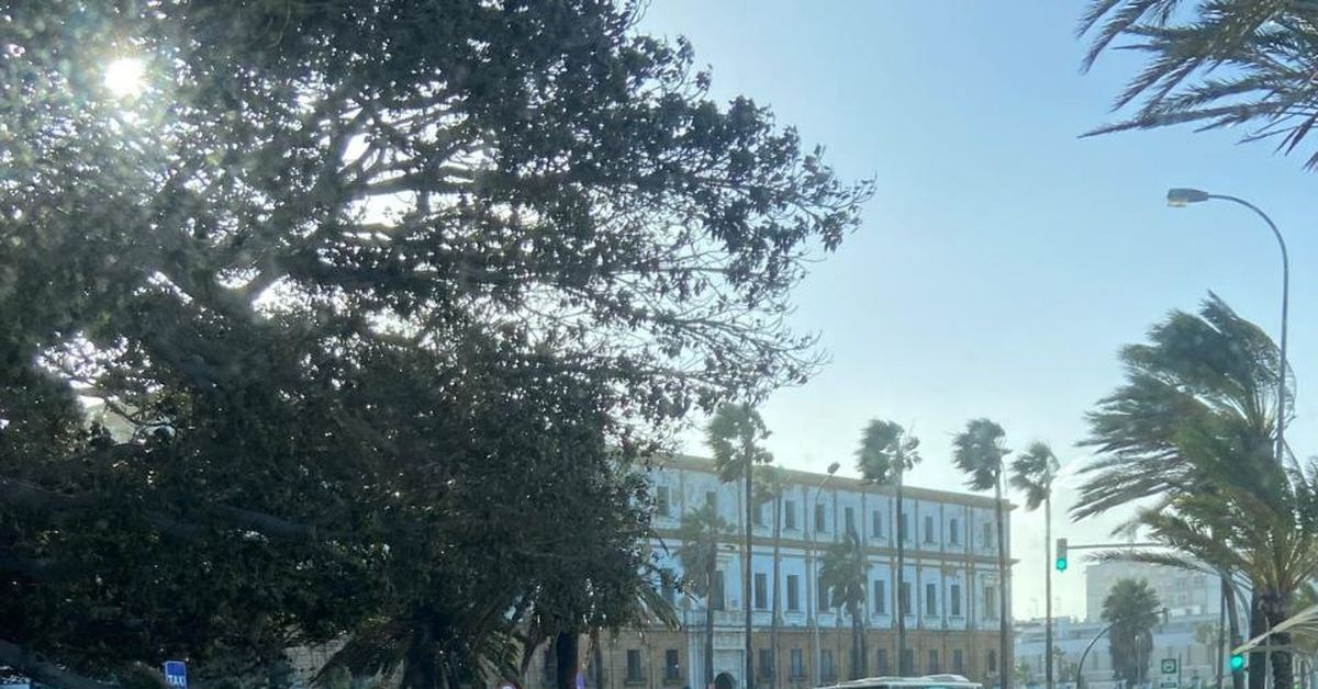 Cae otra palmera en la zona de la playa de la Caleta, en Cádiz