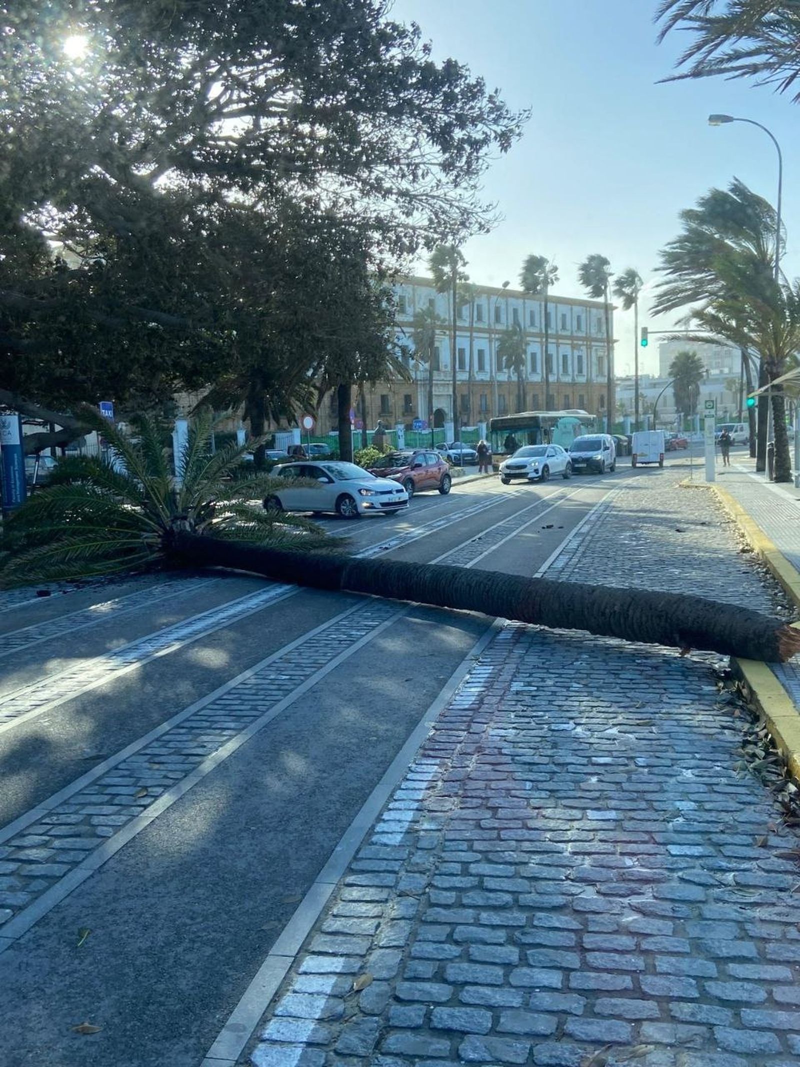 La palmera caída este viernes sobre la calzada de Duque de Nájera, a la altura del antiguo Hospital de Mora.