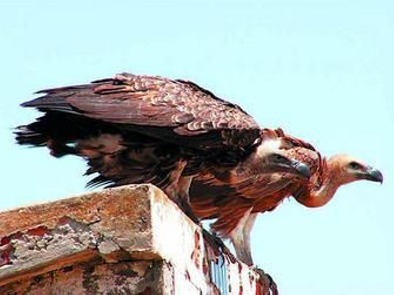 Dos ejemplares de buitre moteado fotografiados por Migres.