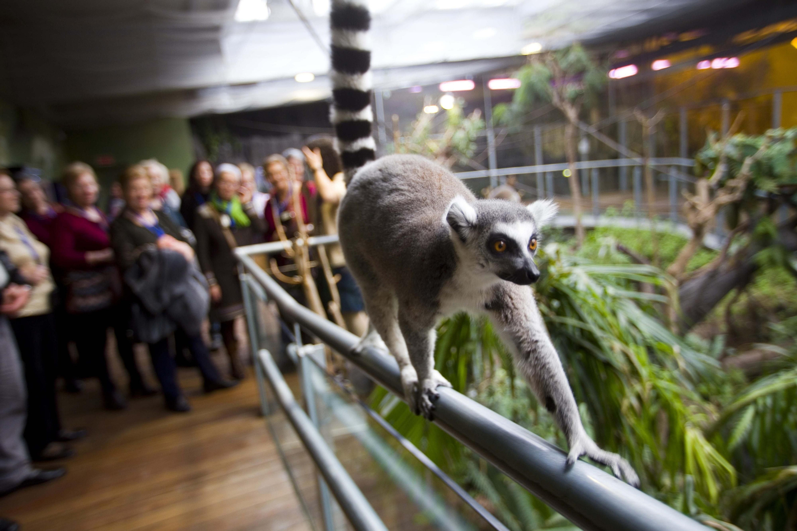 La entrada al Biodomo tiene un aforo limitado para garantizar el bienestar de las especies de este hábitat.