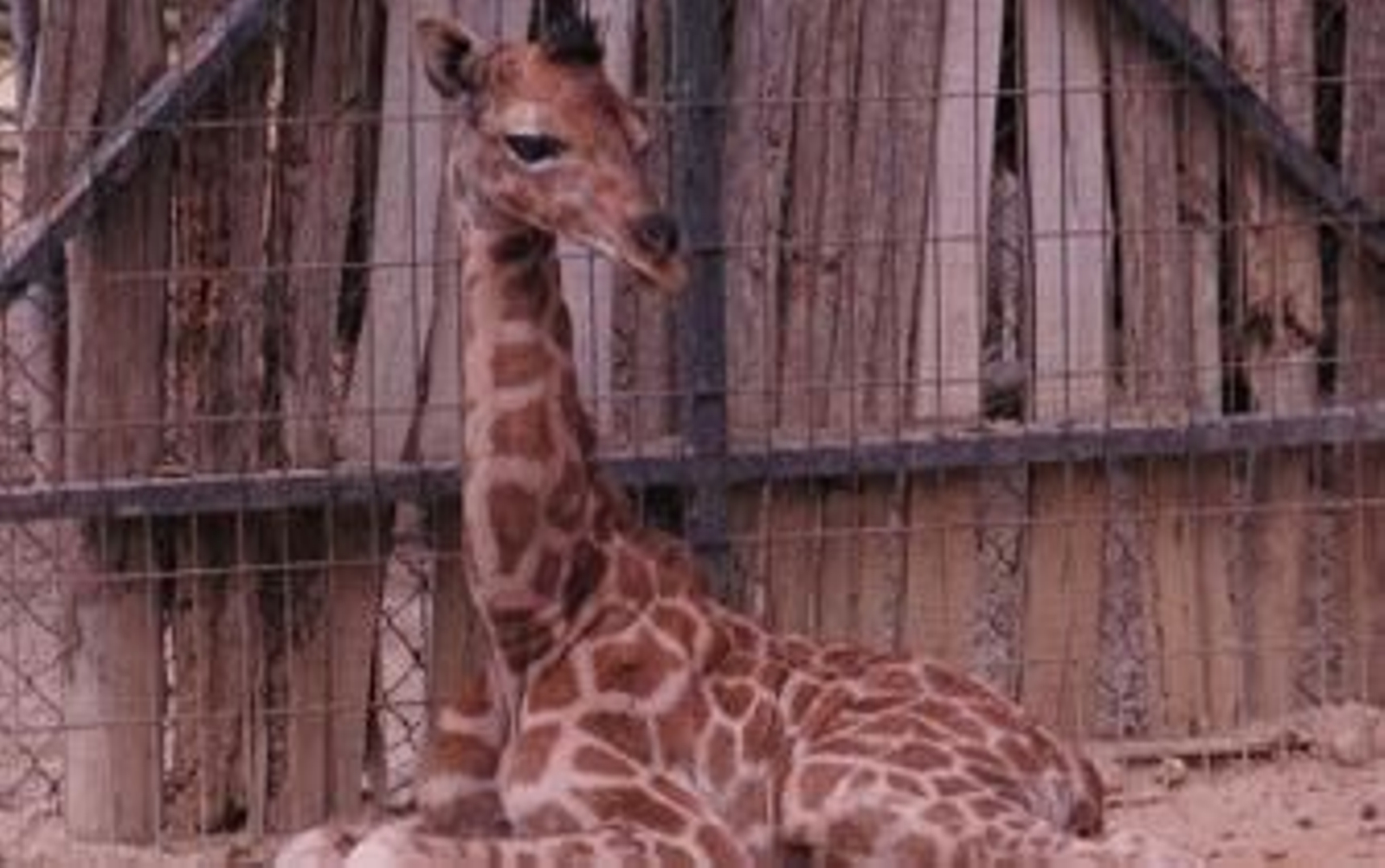 Nace una jirafa de Rothschild en las instalaciones del Zoológico de Jerez