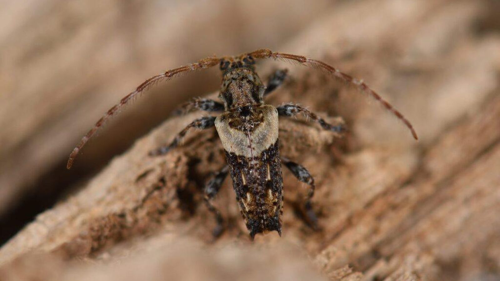 Pogonocherus-pepa