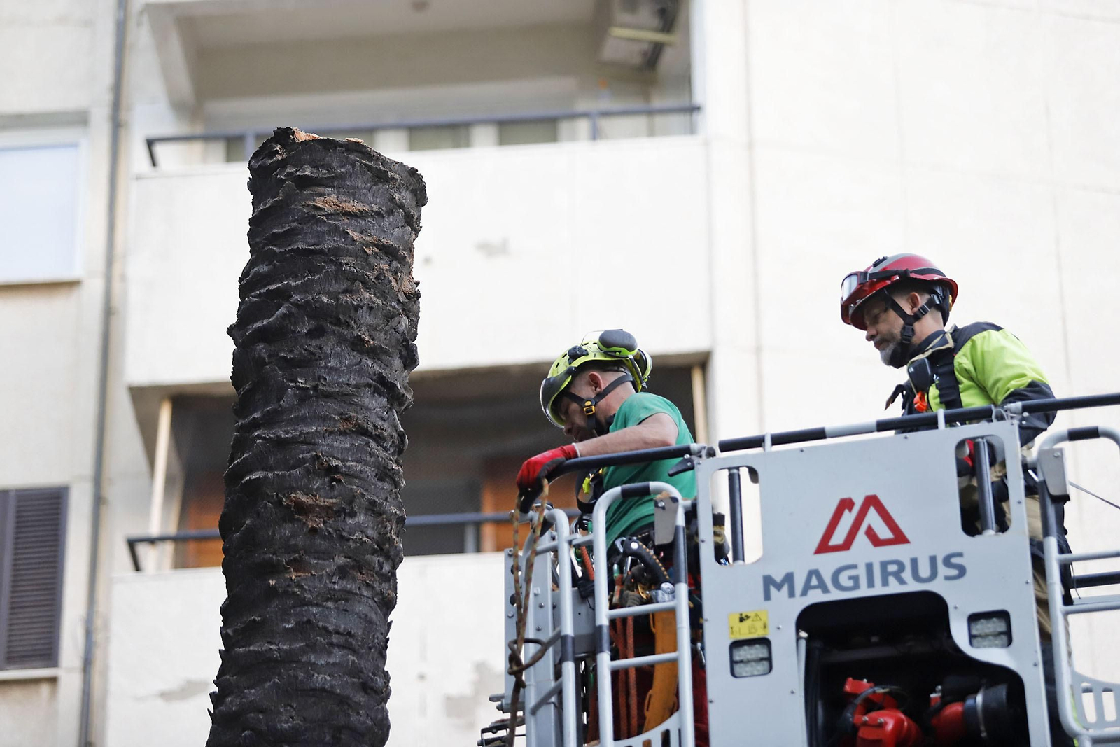Imágenes de la tala de la emblemática Palmera de Huelva
