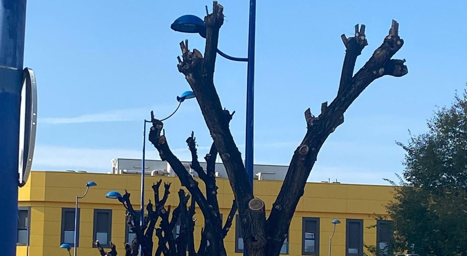 Poda severa de árboles en la Cartuja, en Sevilla TechPark
