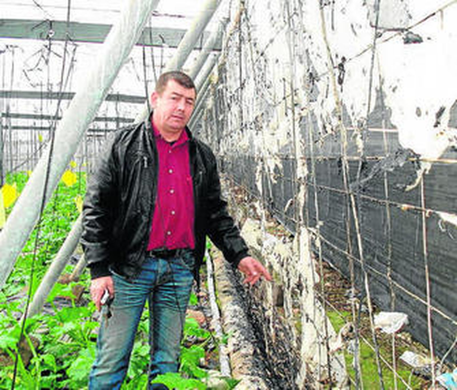 Serafín Valverde muestra el mal estado de la cosecha.