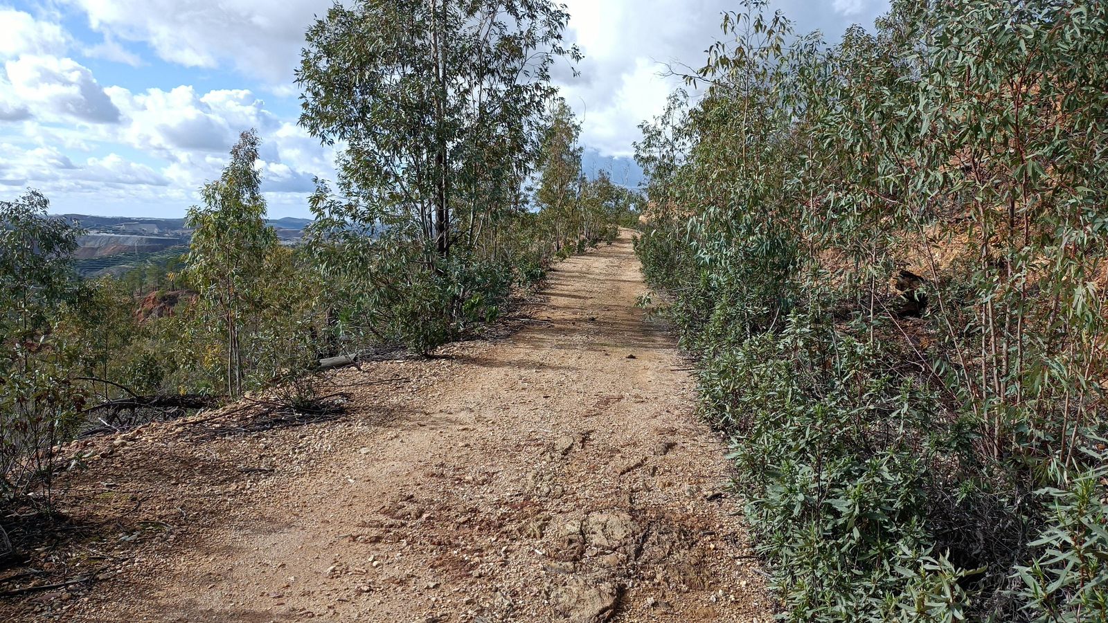 La vegetación se está recuperando de un devastador incendio sufrido en 2018.