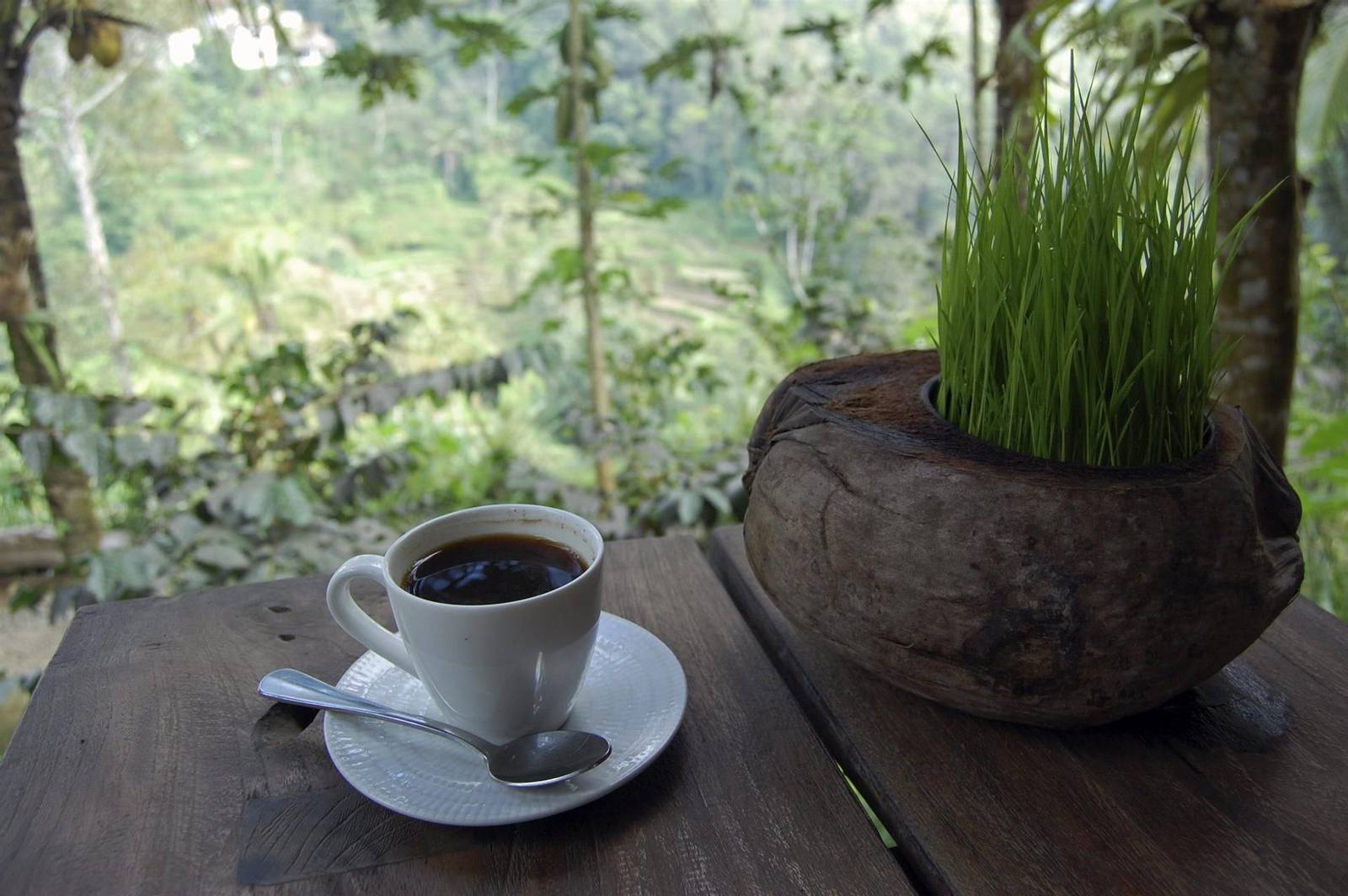 El café puede aportarnos mucho más que solo energía