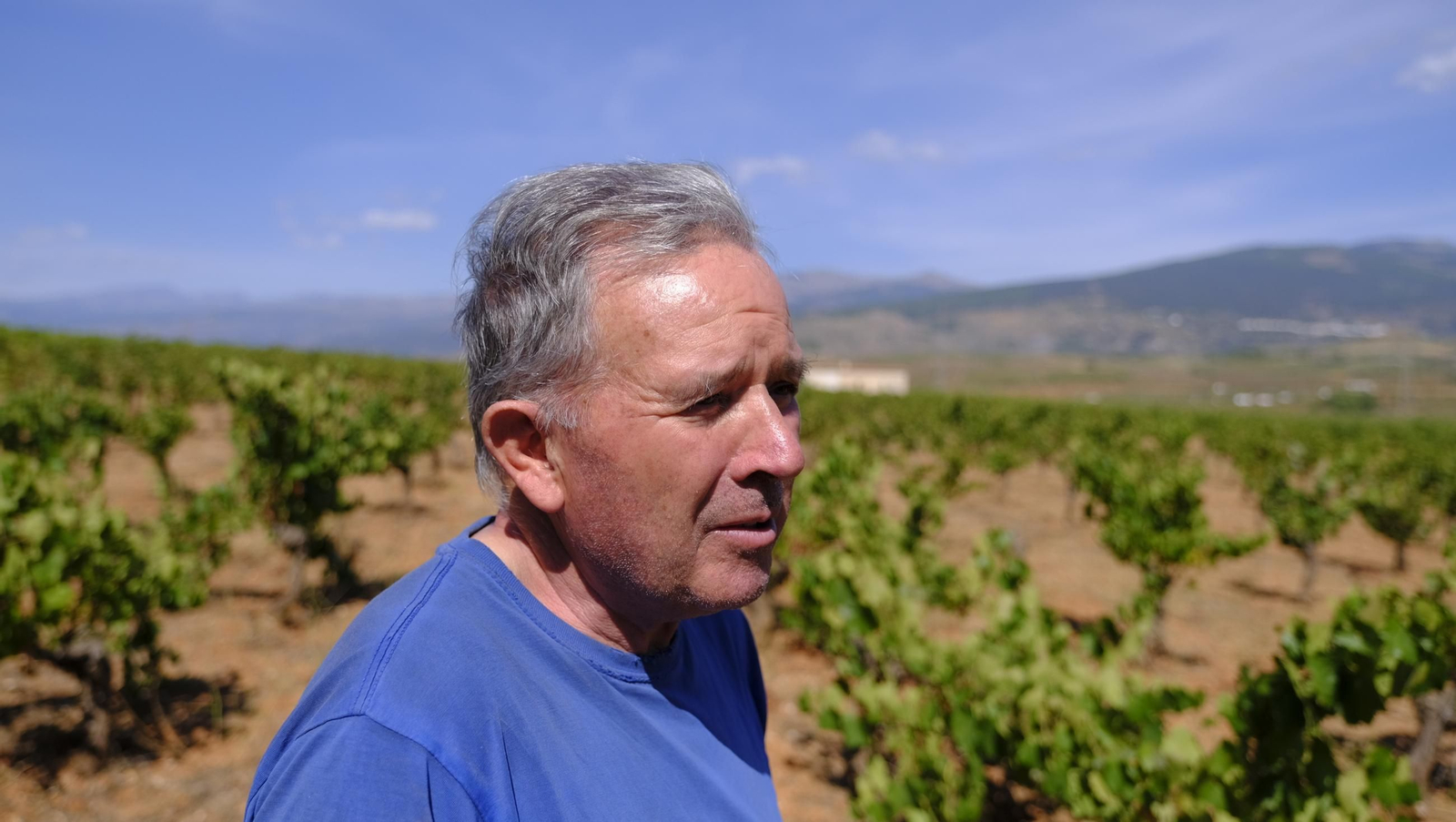 La vendimia en la Bodega Cortijo del Cura de Laujar, en imágenes