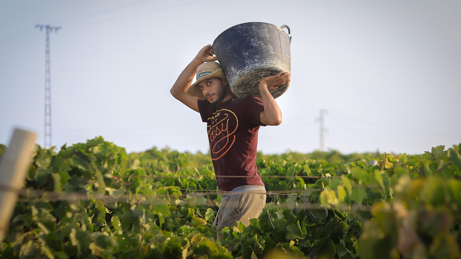 Imágenes de la vendimia de Bodega Estévez