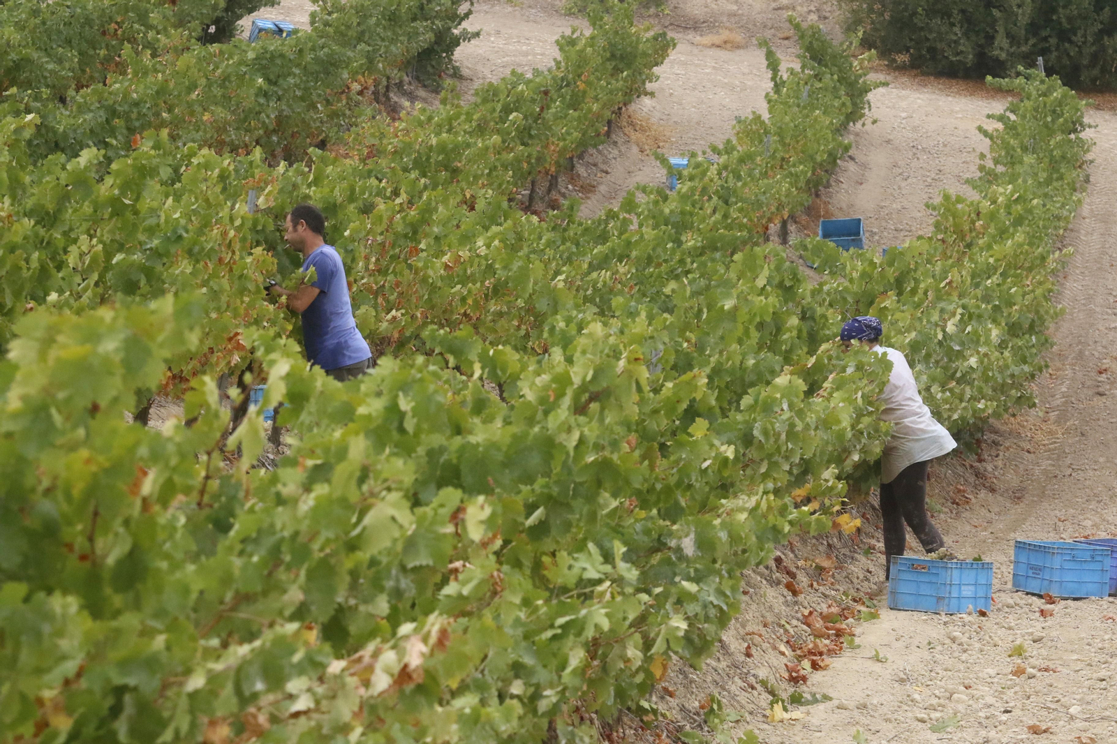 La vendimia en Montilla-Moriles, en fotografías
