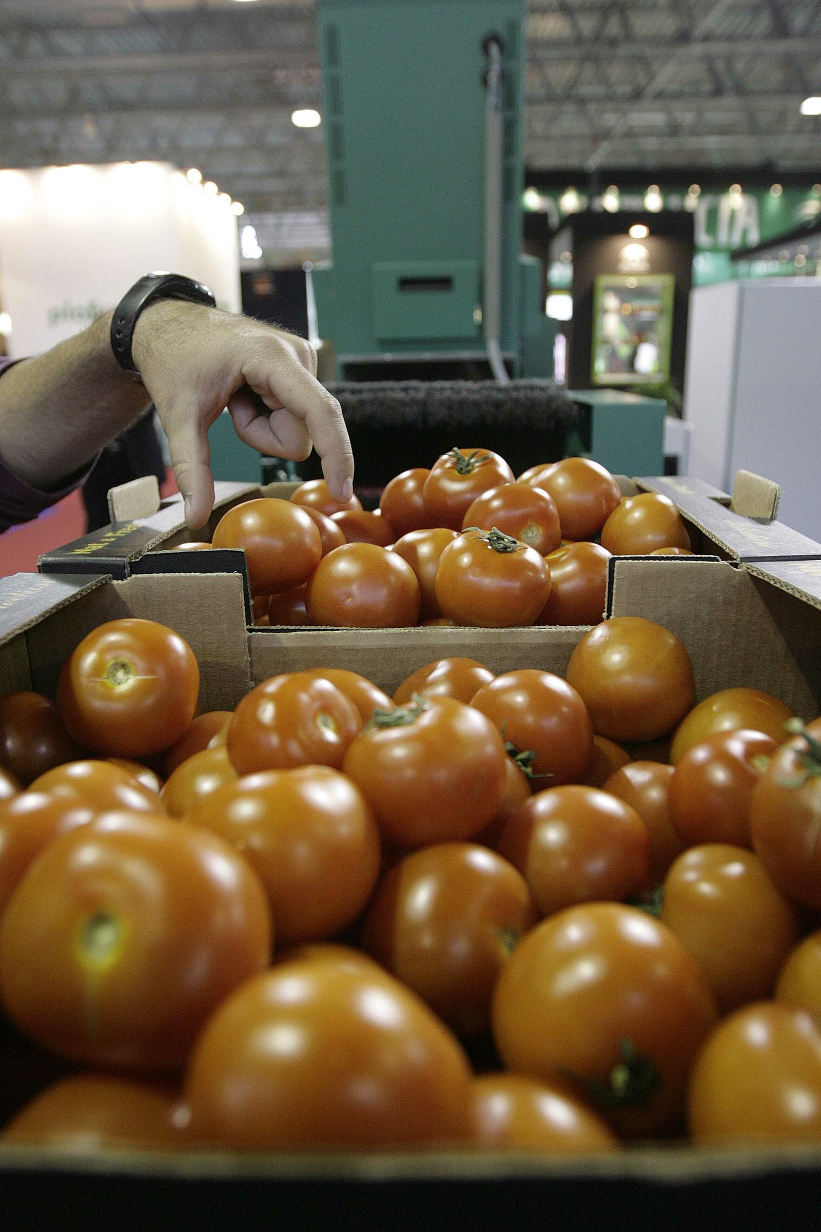Tomate de Los Palacios.