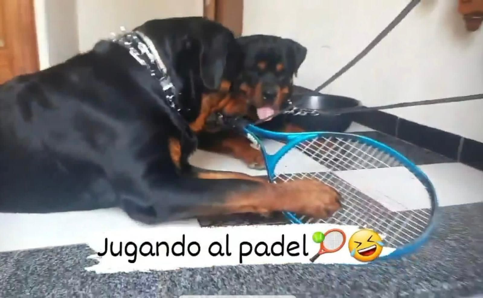 La dueña del perro que ha dejado en la UCI a una vecina de Armilla: "Deseo que no los sacrifiquen y la recuperación de la mujer"