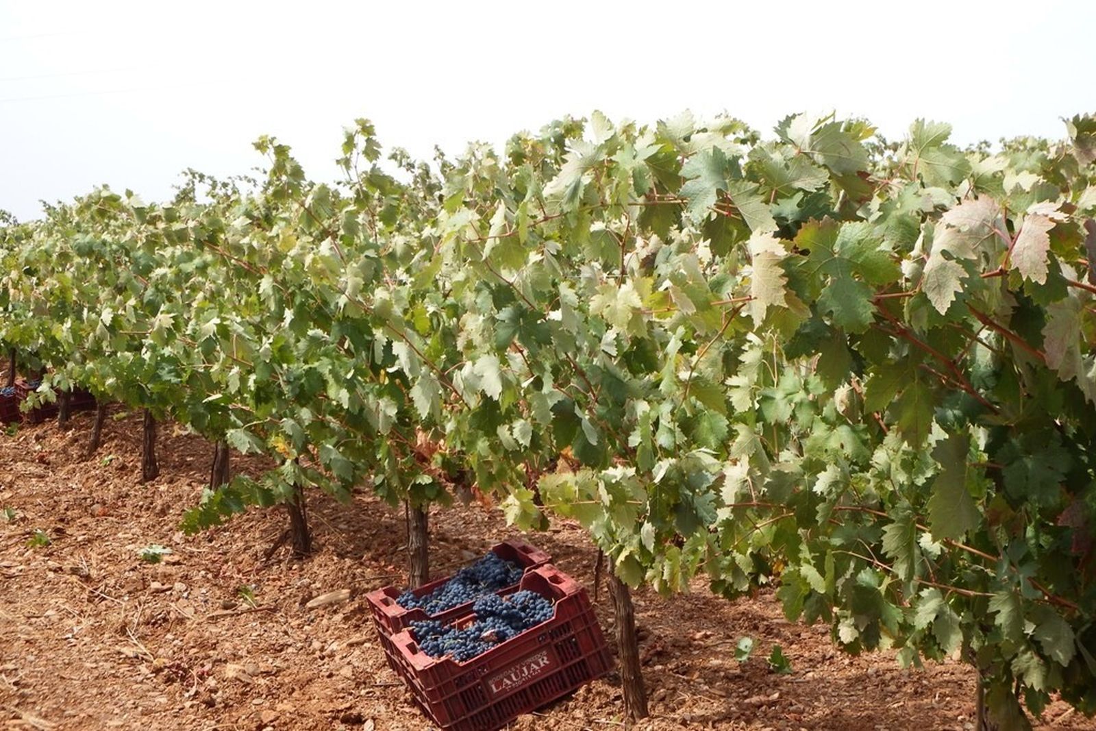 La calidad de la uva no se ve afectada en la última cosecha