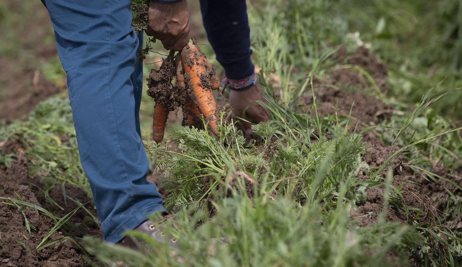 Coronavirus: de la tierra a la mesa