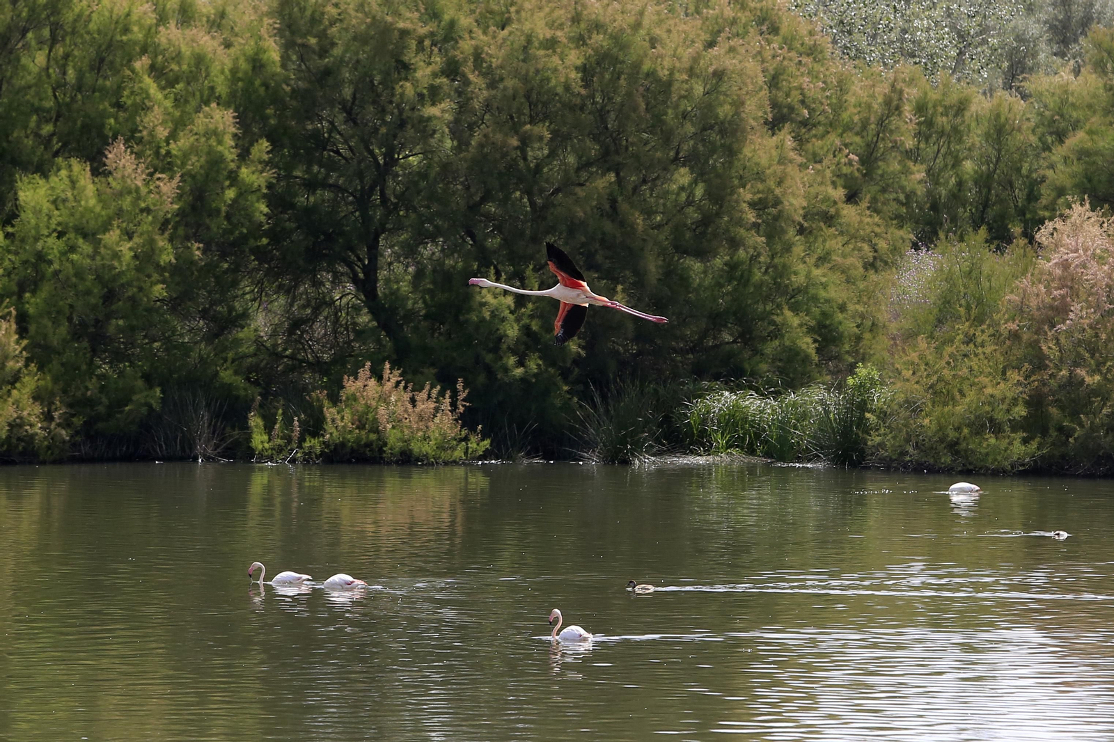 Los flamencos en la Laguna de Fuente de Piedra, en fotos