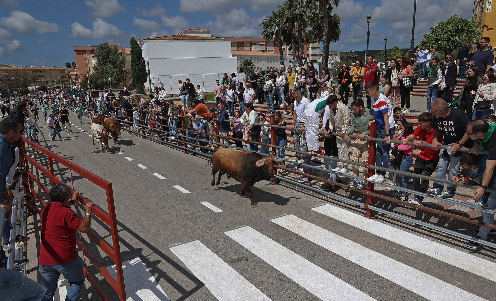 Las mejores fotos del Toro Embolao de Los Barrios 2024