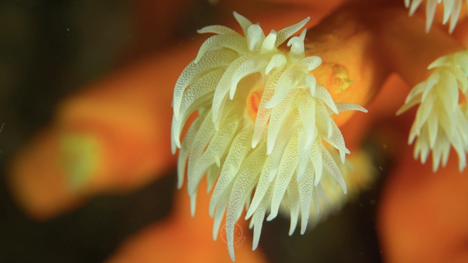 Fotos: así es el mundo submarino de Granada captado por los buzos Anne Lizarralde y Manolo García