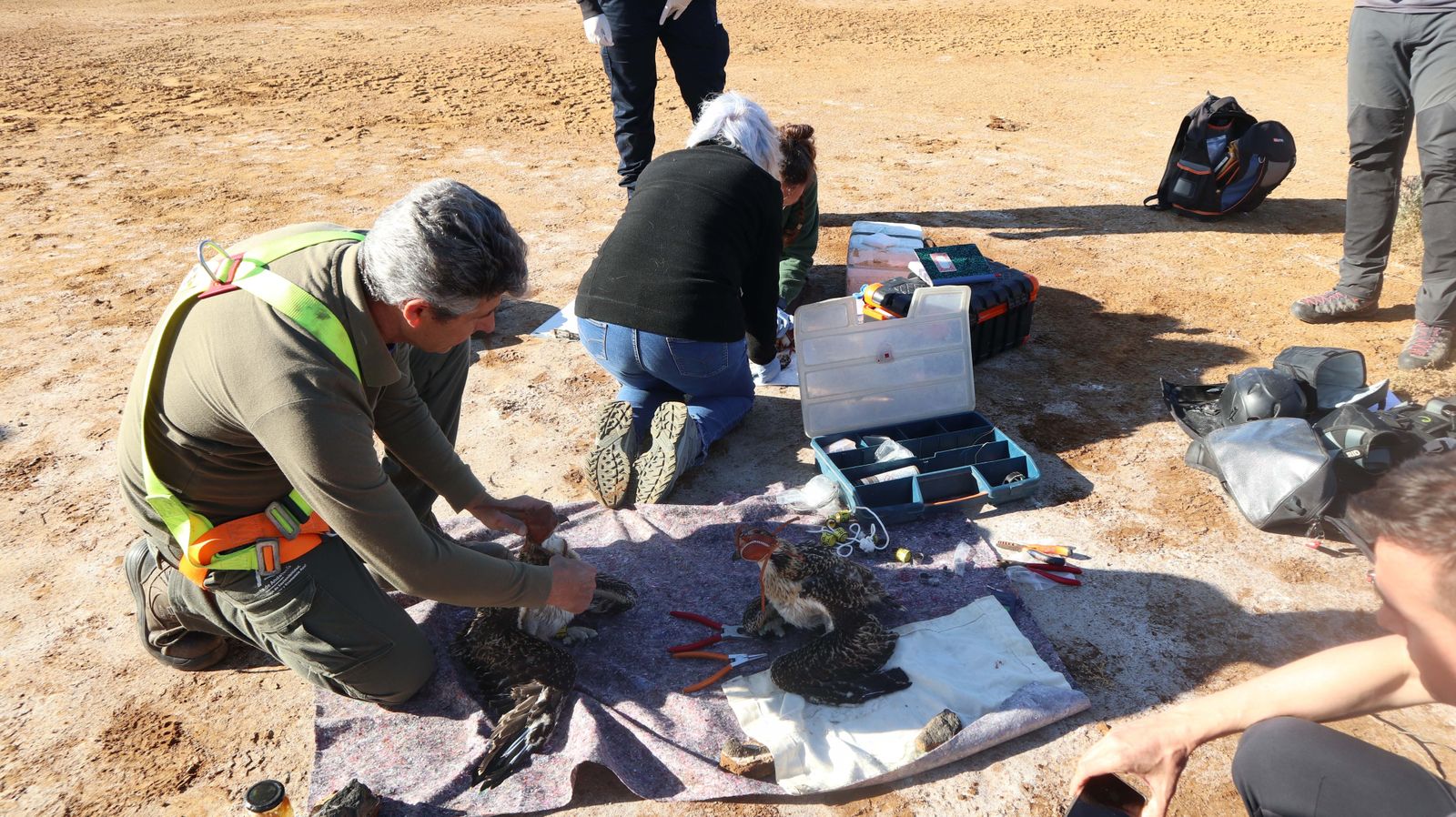 Anillamiento de tres pollos de águila pescadora nacidas en el Paraje Natural Marismas del Odiel