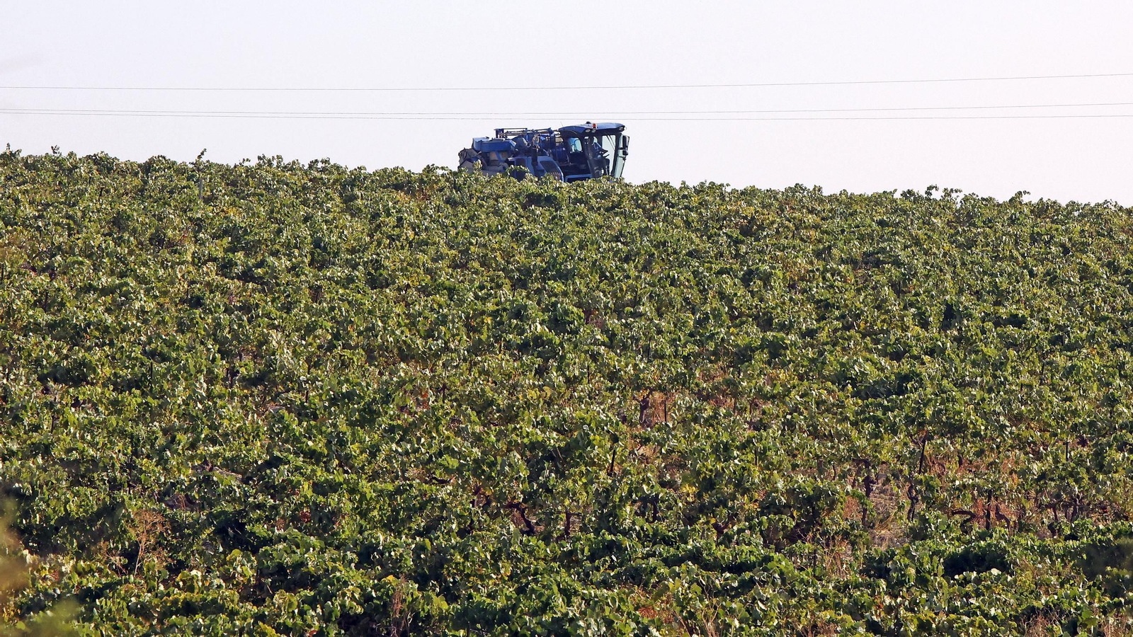 Fundador comienza su vendimia en Jerez
