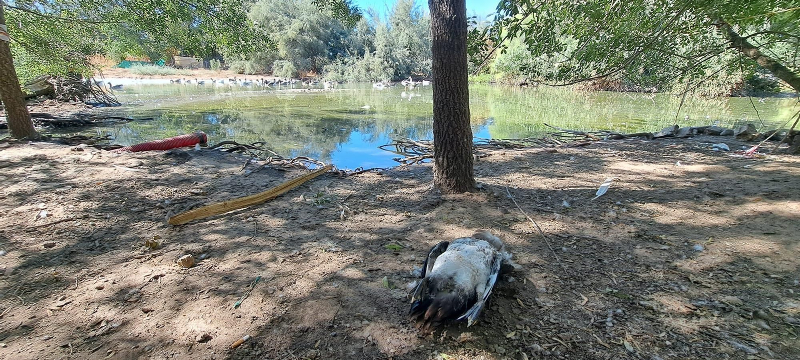 Aves enfermas en los parques de Sevilla Aves enfermas en los parques de Sevilla