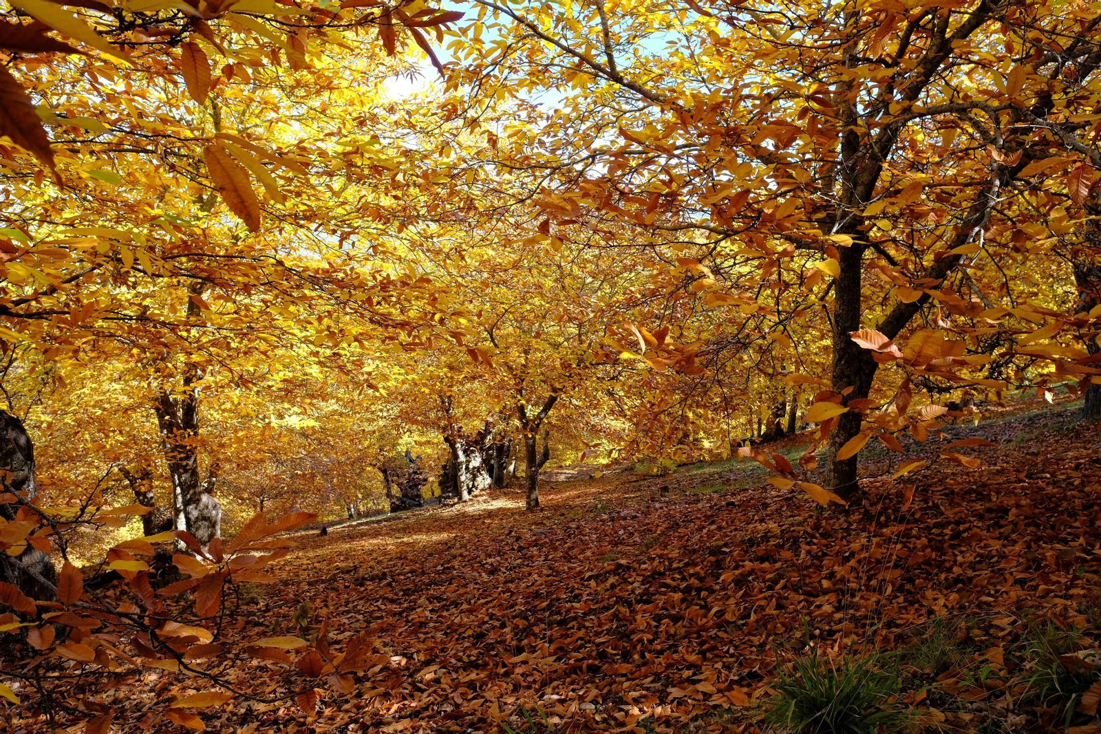 Una estampa del Bosque de Cobre.