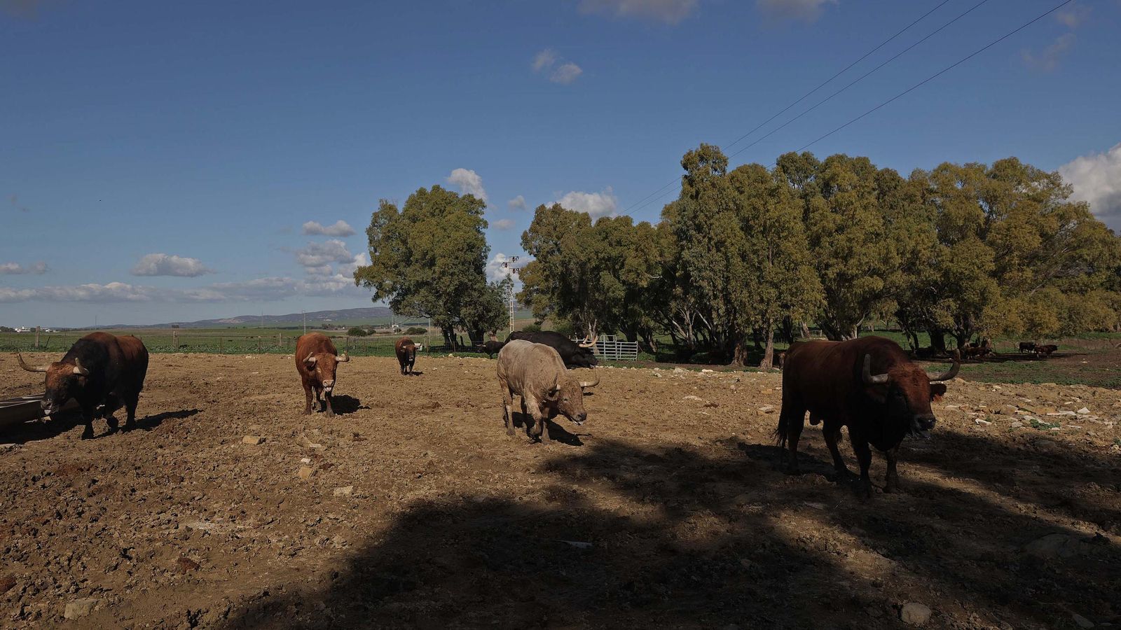 Álvaro Núñez Benjumea debuta este 2025 en Pamplona como gran sorpresa ganadera de los sanfermines, en imágenes