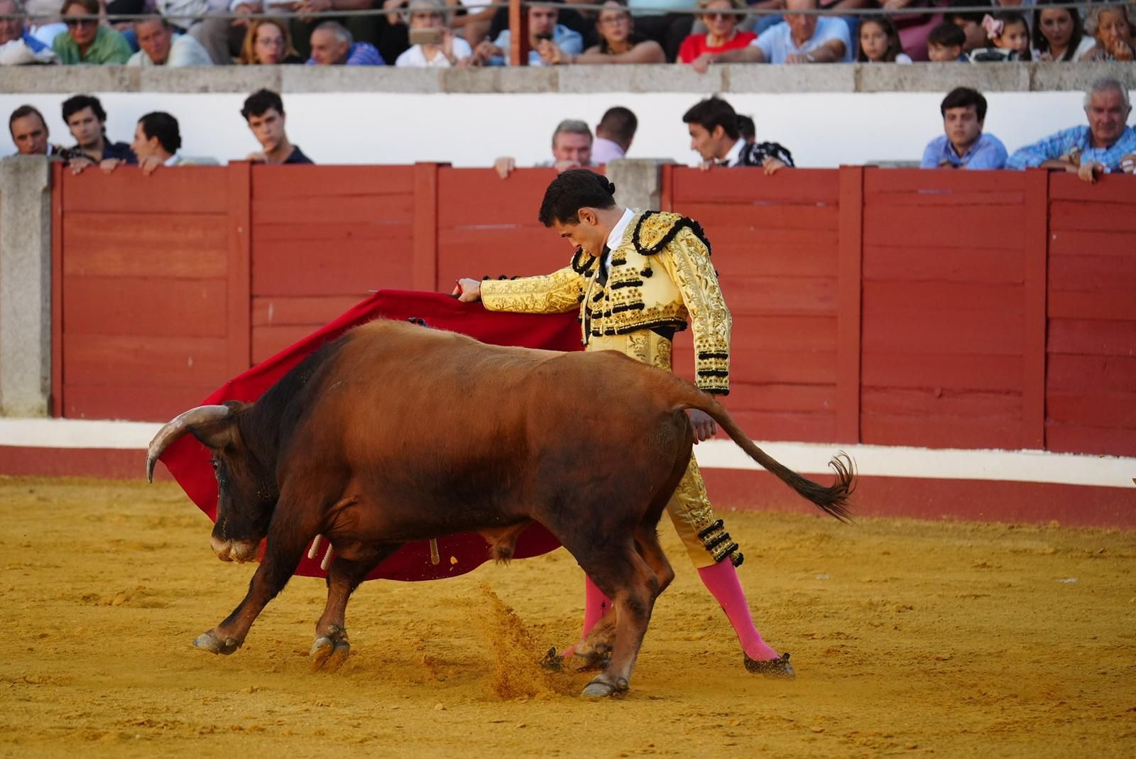 Las fotos del triunfo de Manuel Quintana en la feria taurina de Pozoblanco