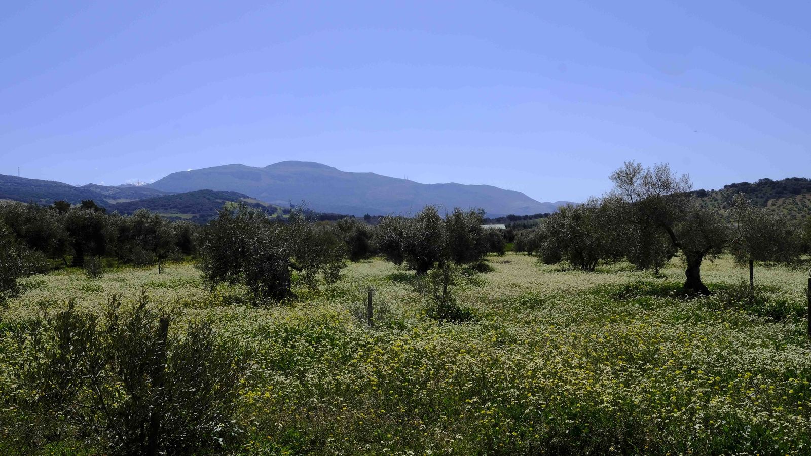 Olivar cubierto con una alfombre de color natural