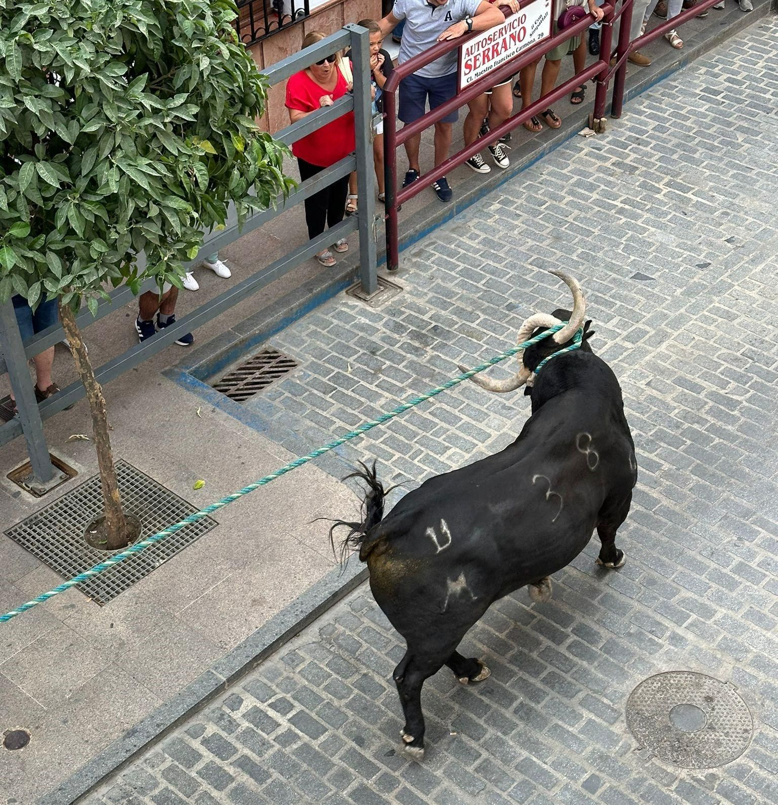 Carcabuey vuelve a disfrutar con su toro de cuerda, en imágenes