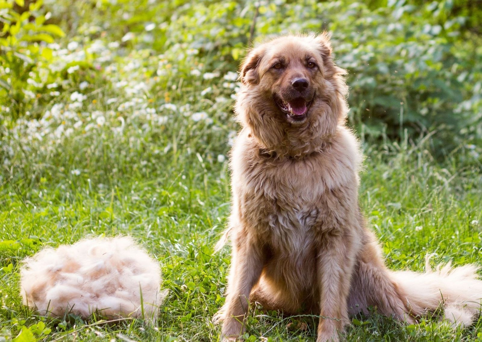 Este es el motivo por el que a tu perro se le cae el pelo: la primavera