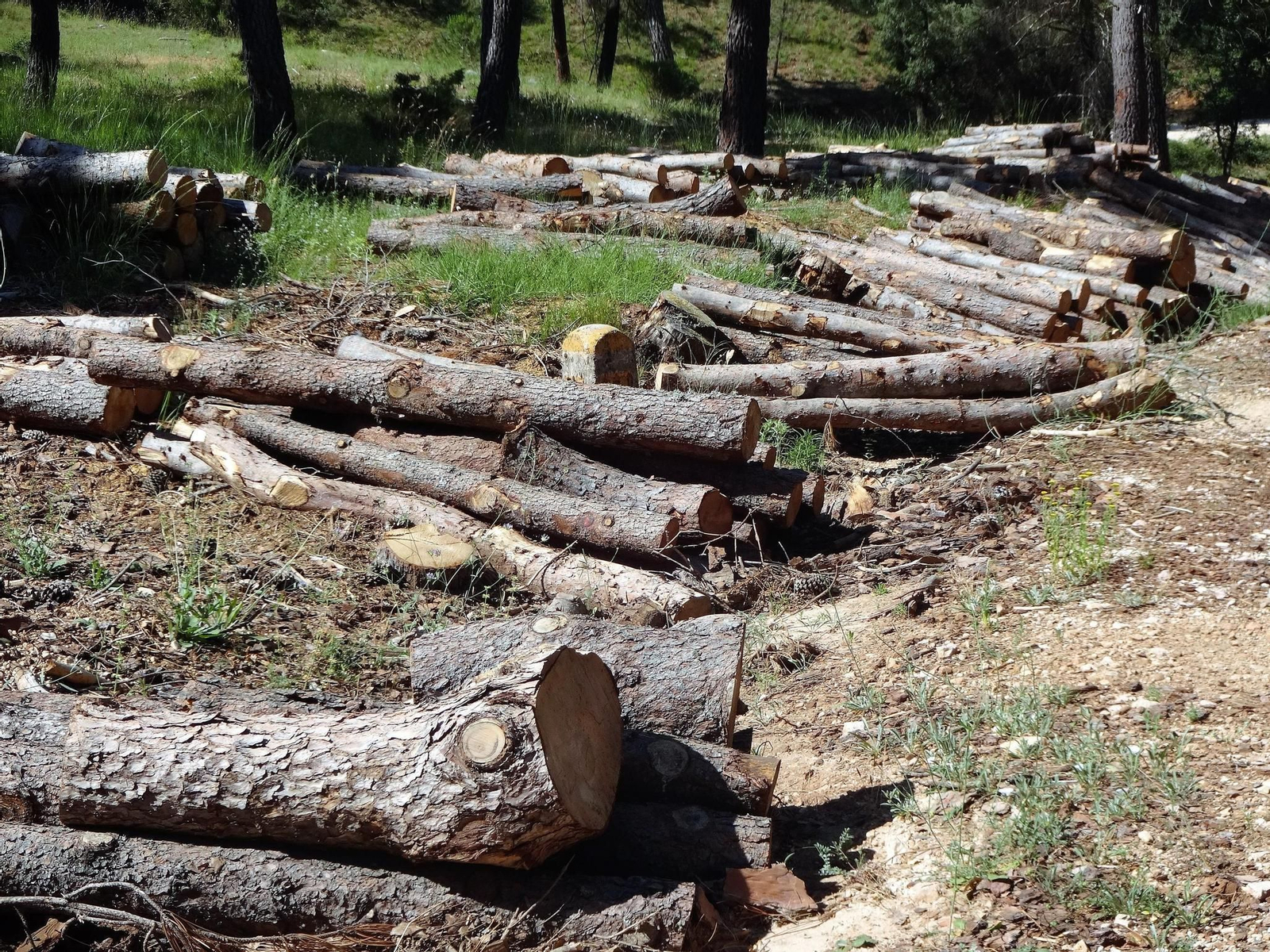 Tala de árboles en la Sierra de Segura (Jaén).