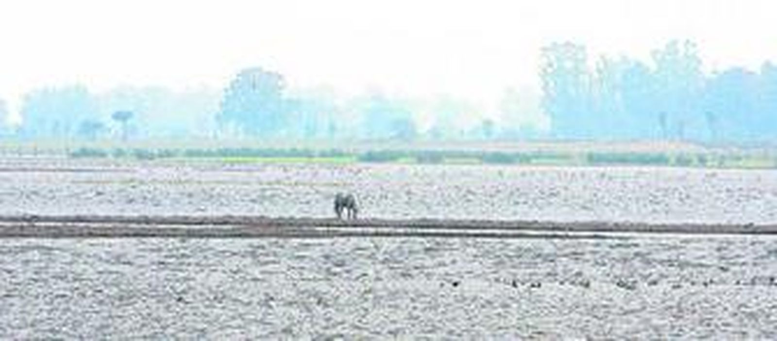 Centenares de aves se concentran en invierno en el Arroyo de La Rocina.