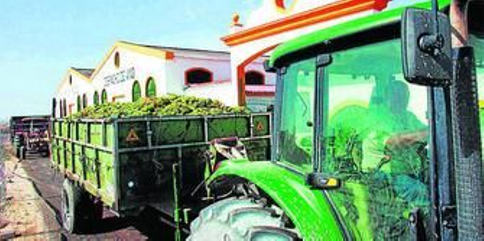 Remolques cargados de uva lista para su entrega en la cooperativa de Jerez durante la vendimia del Marco.