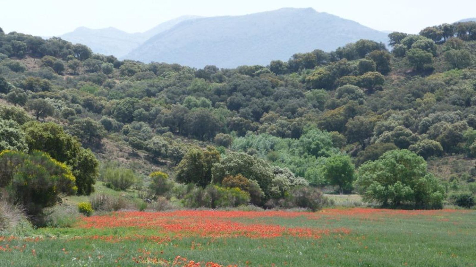 Los encinares serán la norma a lo largo de la ruta.