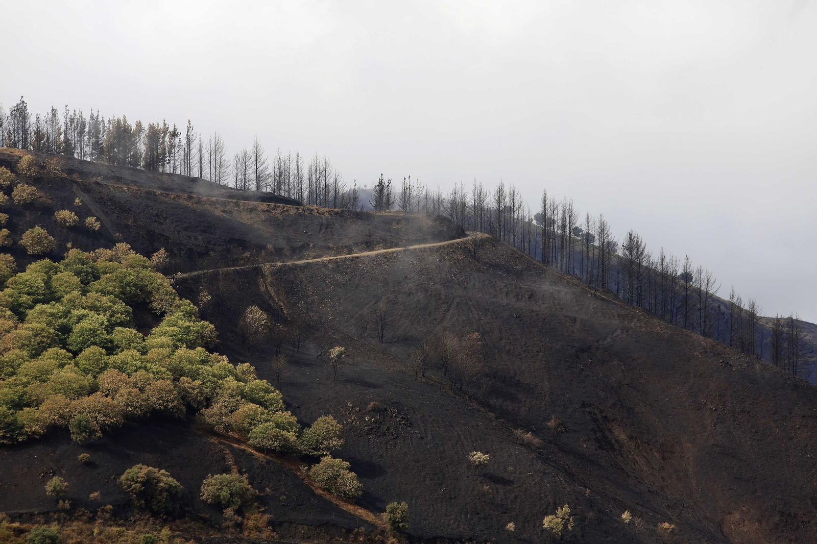 Vegetación calcinada cerca de Pujerra, una de las zonas afectadas.