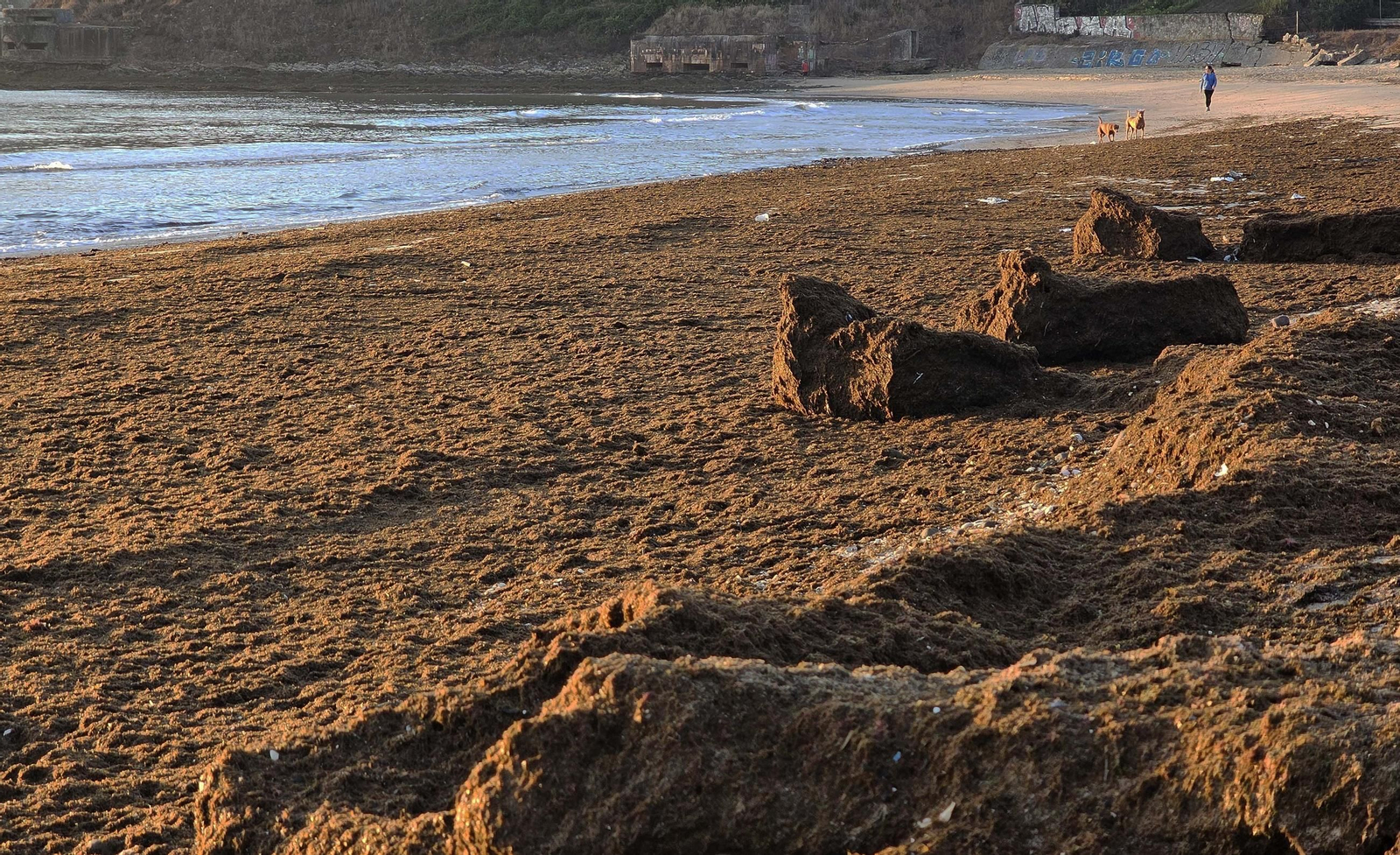 Fotos del nuevo arribazón de alga asiática en la playa de Getares de Algeciras