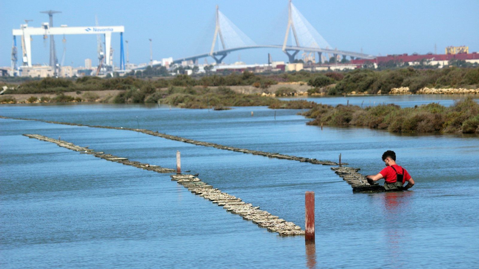 Estero de Puerto Real, cultivo de ostras Estero de Puerto Real, cultivo de ostras