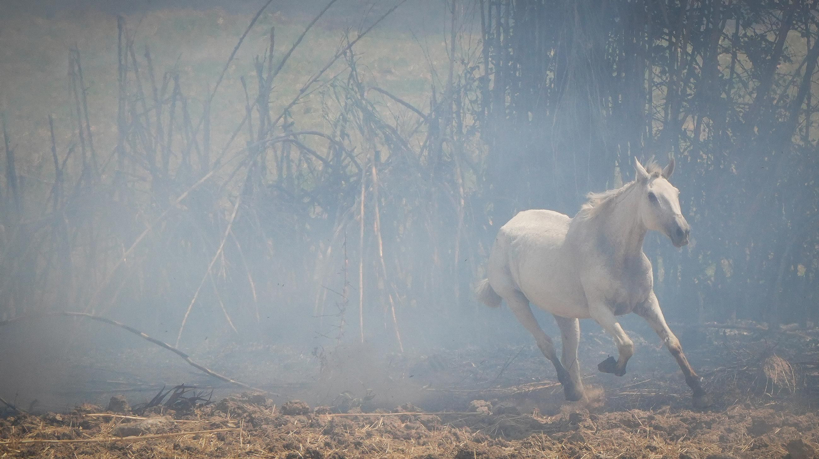 Muere un caballo después de que la manada fuese liberada