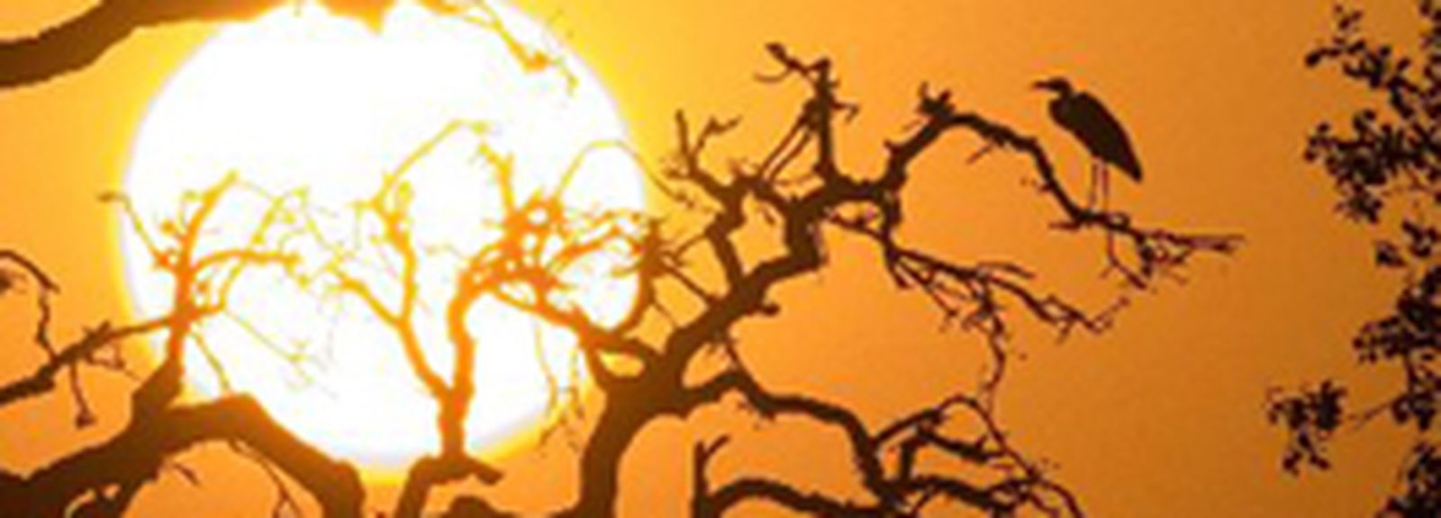 Junta y Lotería Nacional promocionan Doñana con un sorteo que celebra el 40 aniversario del Parque Nacional