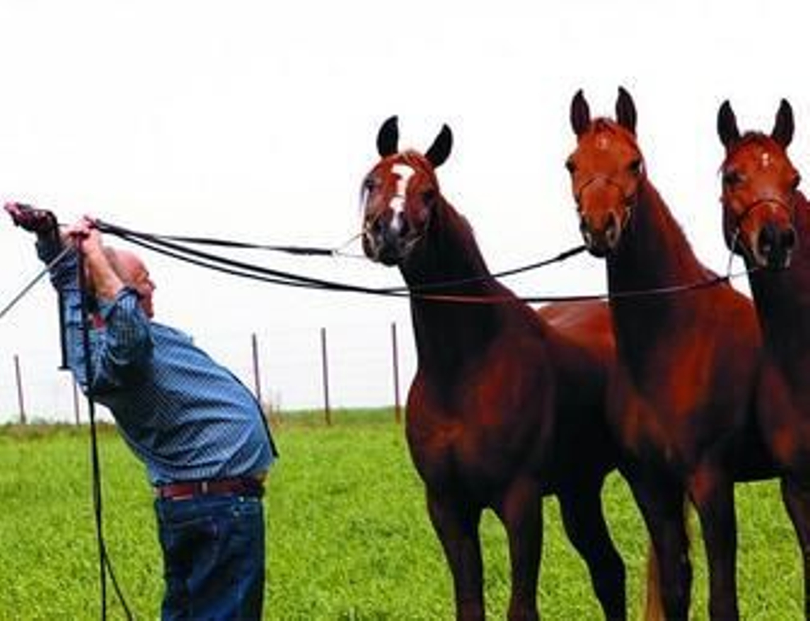 Pepe, en pleno trabajo con tres bellos ejemplares de caballo árabe.