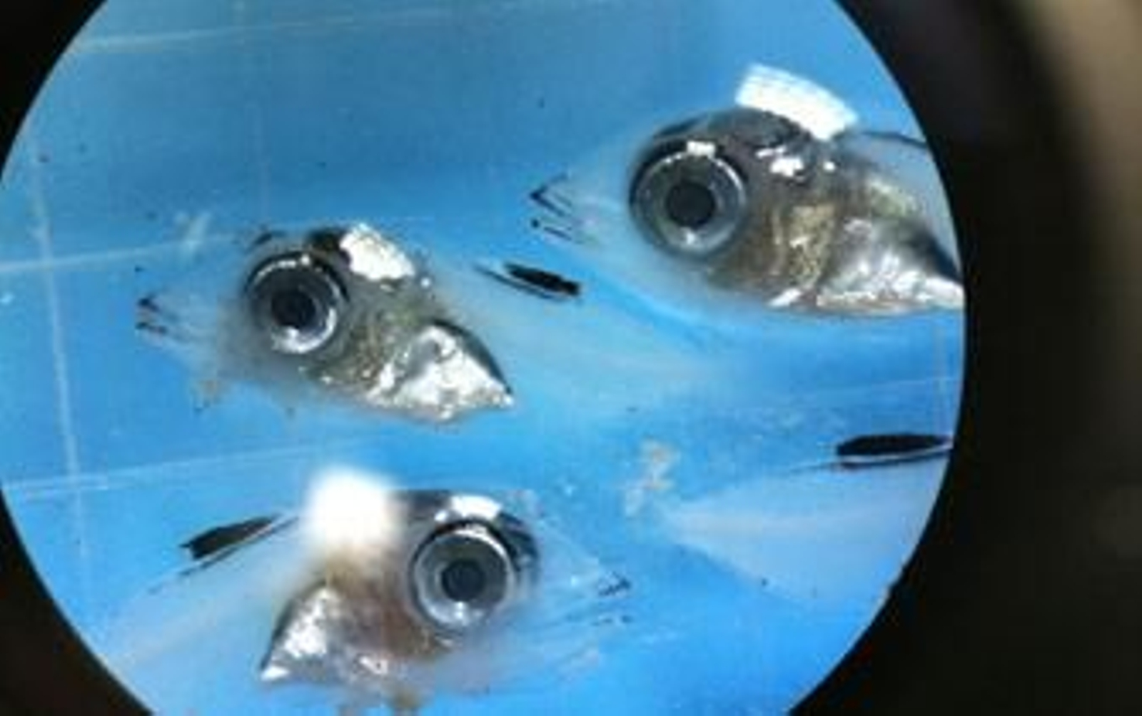 Una esperanza para el atún rojo del Atlántico