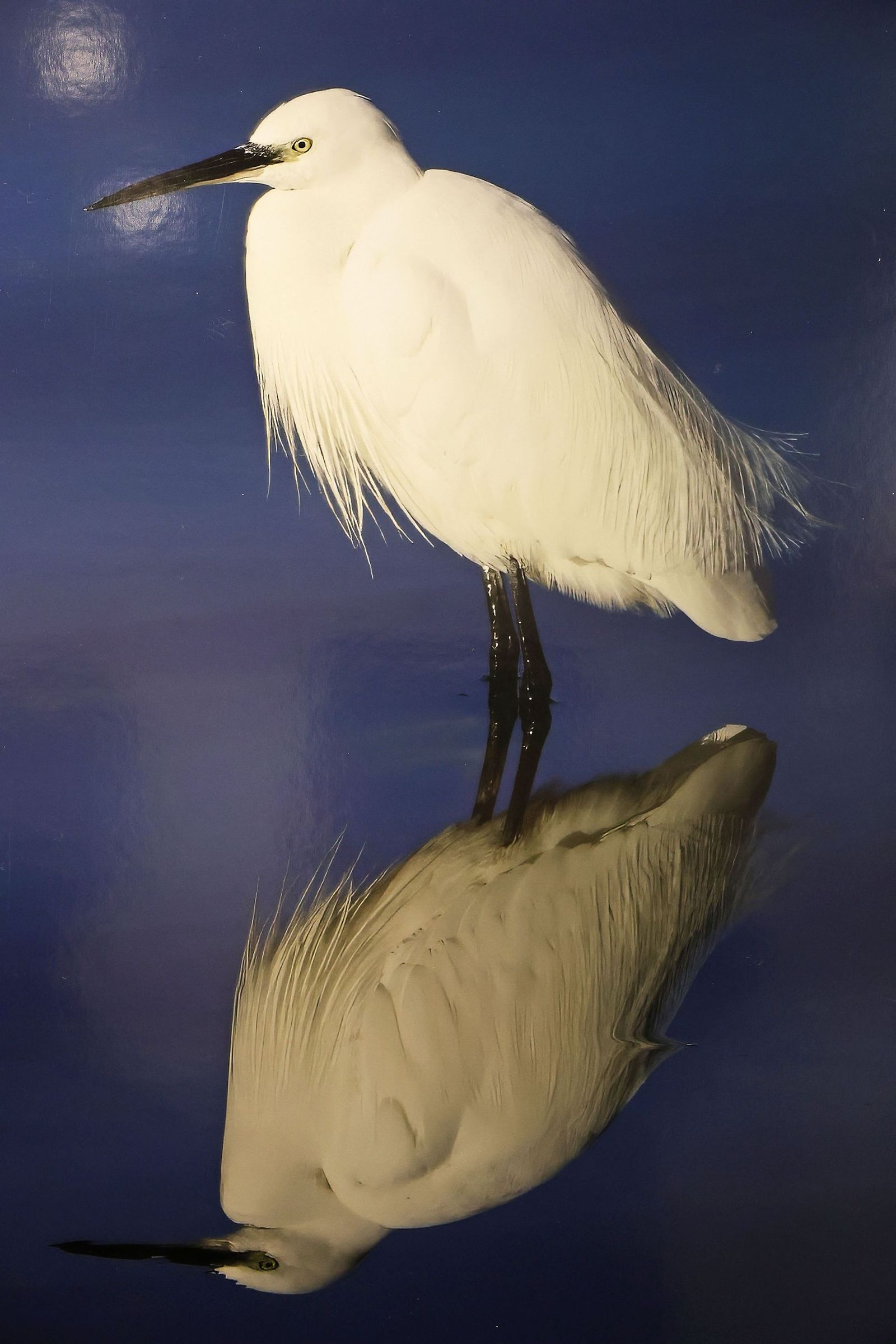 Exposición del Concurso de Fotografía 'Alas del Odiel'