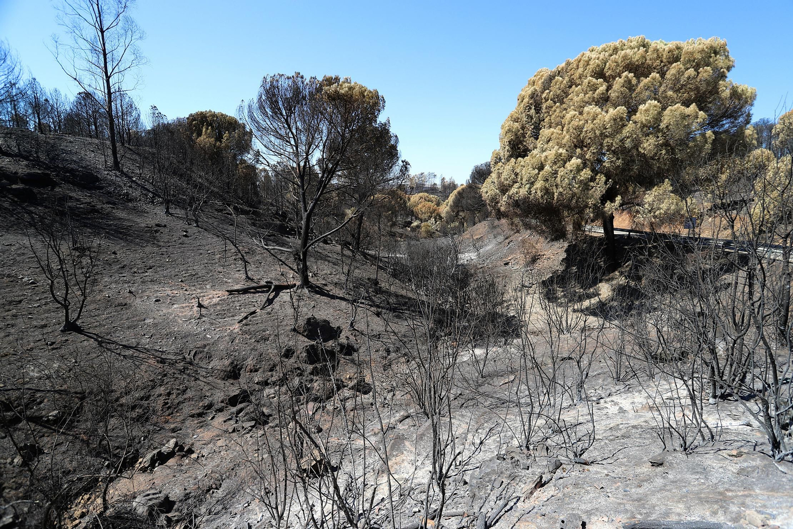 Imágenes de las zonas devastadas por el incendio de Almonaster la Real