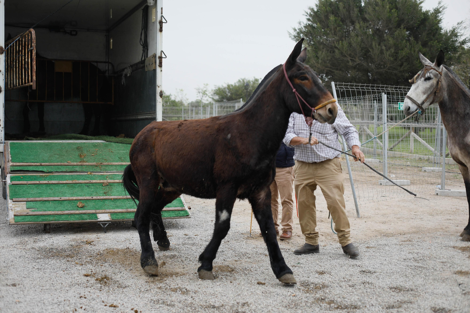 Galería de la Feria  de ganado en Tarambana