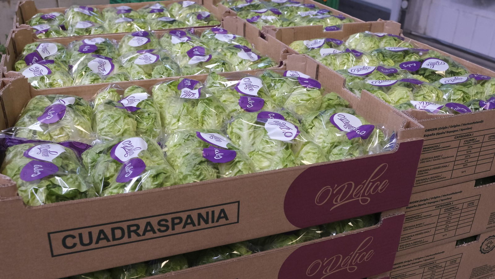 Desde Cuevas del Almanzora para el resto del mundo, las mejores escarolas con Cuadraspania, en imágenes