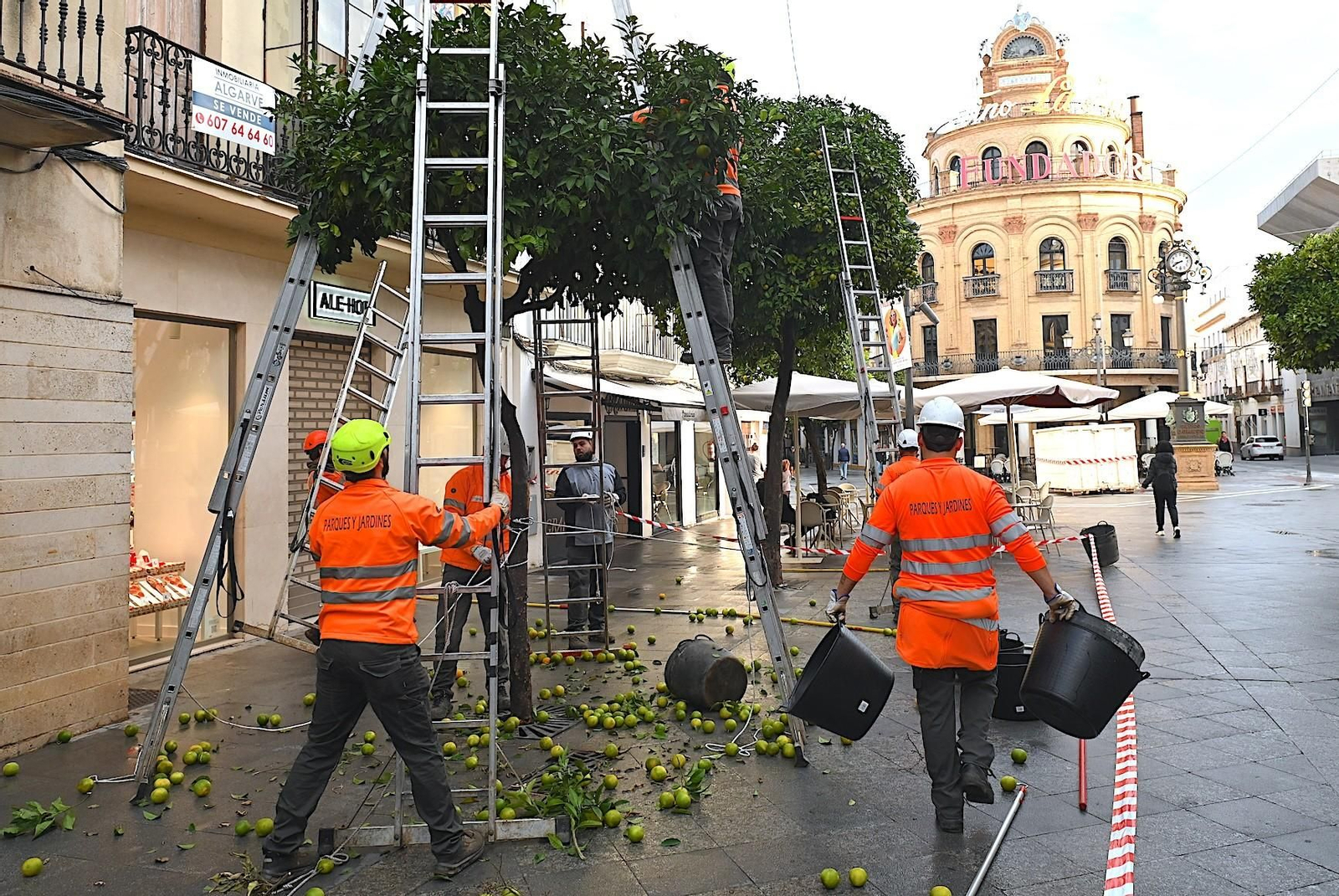 Operarios trabajan en la recogida de naranjas en la calle Lancería.