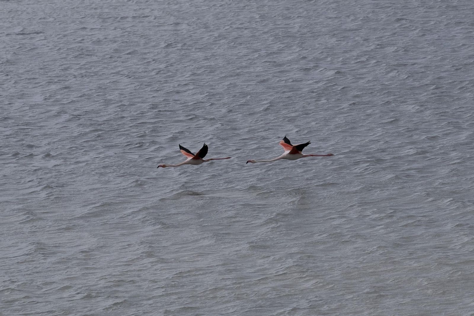 Laguna de Fuente de Piedra tras las lluvias, en fotos