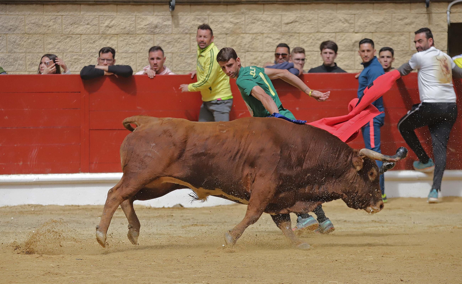 Fotos de los encierros del domingo del Toro Embolao en Los Barrios