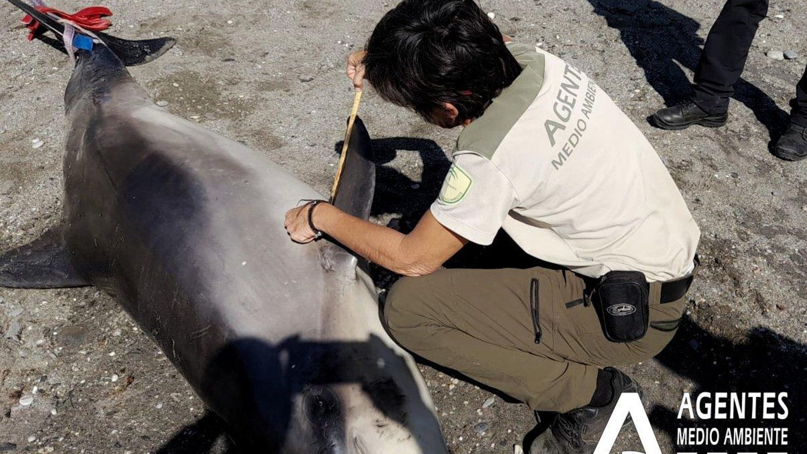 El delfín que ha aparecido sin vida en la playa de Nerja